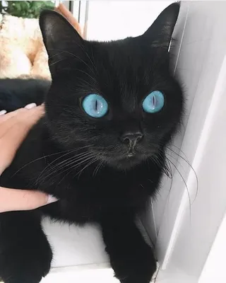 Черная кошка с голубыми глазами - 79 фото