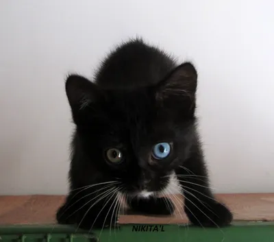 Арт черная кошка с голубыми глазами (65 фото) » идеи рисунков для срисовки  и картинки в стиле арт - АРТ.КАРТИНКОФ.КЛАБ