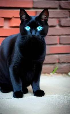 Черный кот с голубыми глазами порода - 77 фото