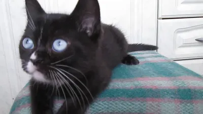 Черная кошка с голубыми глазами - красивые фото
