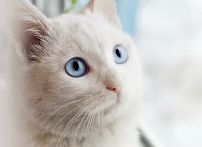 черные кошки с голубыми глазами купить 5000 руб. г. Москва №74015 - птичий  рынок ЭКЗОТИКА