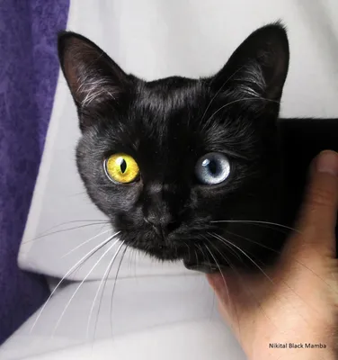 черный кот с голубыми глазами - YouTube