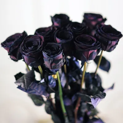 11 черных роз