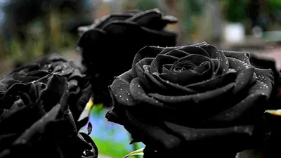 Траурный букет черных роз | доставка по Москве и области