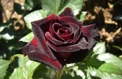 Букет из 7 чёрных роз» - купить в Волгограде за 4 070 руб