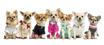 Чихуахуа по кличке Перл ростом 9 см стала самой маленькой собакой в мире -  Газета.Ru | Новости