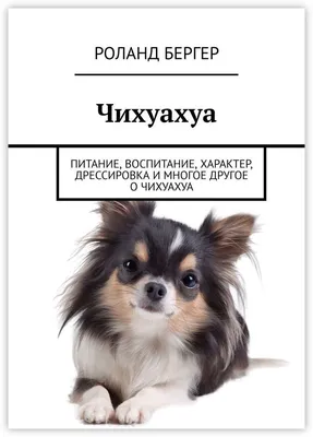 зеленый цвет собаки чихуахуа Breed предпосылки Стоковое Изображение -  изображение насчитывающей разведенными, усаживание: 118016713