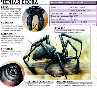 Постер «Черной Вдовы»: Наташа будет бить — Новости на Кинопоиске