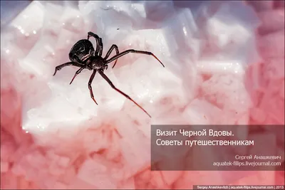 Marvel Studios датировала релиз \"Черной Вдовы\" в России и представила новый  трейлер | GameMAG
