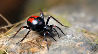 красный черный паук на земле, фото самца черной вдовы фон картинки и Фото  для бесплатной загрузки