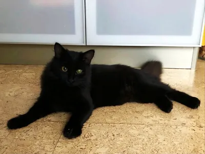 Тема чёрных котят)