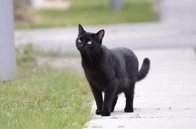 День защиты чёрных котов