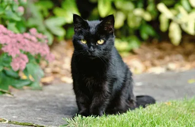 Сегодня в Рязани и мире отмечают День чёрных кошек и котов - RG62.iNFO -  информационно-аналитический портал