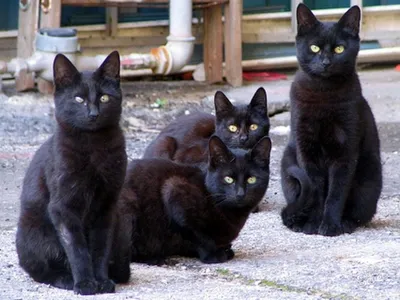 Раздаю черных котят: 50 грн. - Кошки Конотоп на Olx