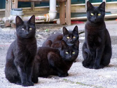 Картинки чёрных котят 71 фото