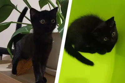 18 фотографий чёрных котов — милых, крутых, забавных и приносящих в