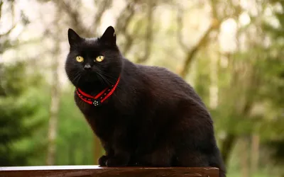 25 фотографий черных котов в честь Дня кошек - 1 марта 2023 - НГС