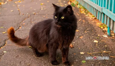 Почему зоозащитники в Красноярске просят не отдавать никому черных котов и  собак перед Хеллоуином - 12 октября 2023 - НГС24
