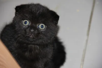 Головы черных котят на оранжевом …» — создано в Шедевруме