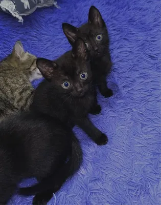 Двух черных котят спасли из вентшахты в Вещево | 10.09.2020 | ЛенОбласть -  БезФормата