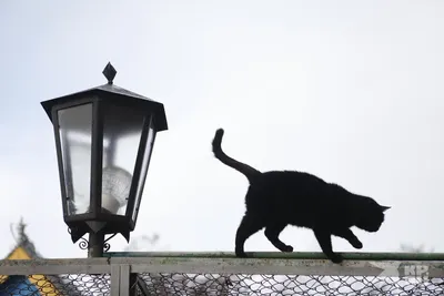 Волгодонские зоозащитники боятся, что черных котят зарежут во время  ритуалов на Хэллоуин