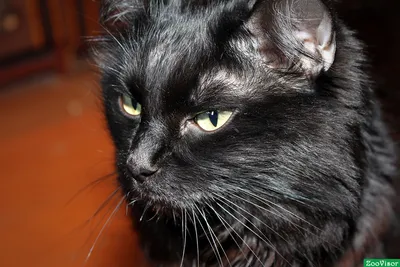 16 фотографий чёрных котов, которые приносят в дом только радость и веселье  » uCrazy.ru - Источник Хорошего Настроения