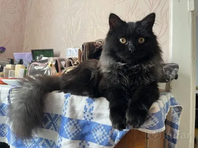 Кот брошка, Чёрный кот брошь, Подарок любителю котов №1153064 - купить в  Украине на Crafta.ua
