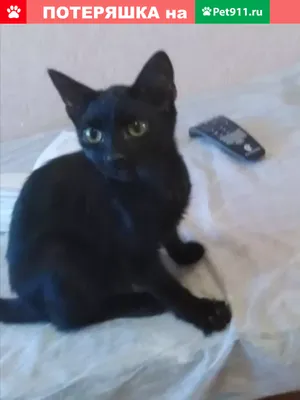 Дарю черных котят: Бесплатно - Кошки Караганда на Olx