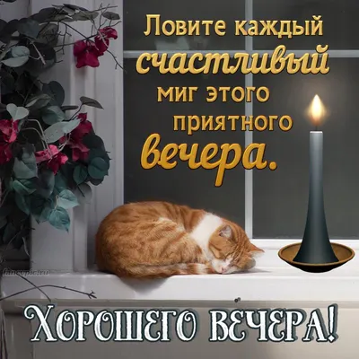 Картинка с котом желающим тебе чудесного вечера - поздравляйте бесплатно на  otkritochka.net