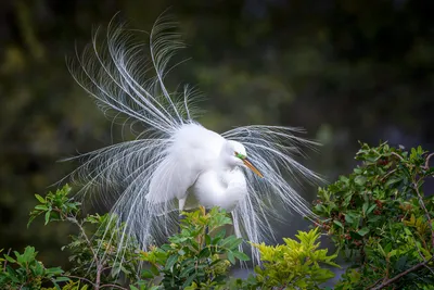 Чудо в перьях | Пикабу