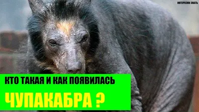 Новое нападение чупакабры? В Новосибирской области животное убило 40 кур и  угодило в капкан - Новости Новосибирска - om1.ru