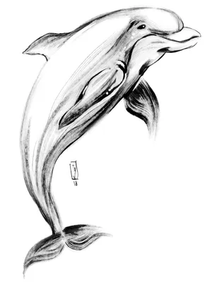 Рисунок дельфина карандашом для срисовки - 61 фото