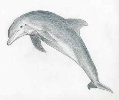 4 Дельфинов. Изображение цветов мультфильма рисунка вектора. Иллюстрация  вектора - иллюстрации насчитывающей мило, изображение: 190065516