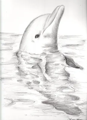 Уроки рисования в Артакадемии– как рисовать дельфина? | АРТАКАДЕМИЯ Курсы  рисования Киев