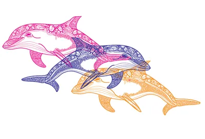 Раскраска животные дельфин. раскраски животные дельфин. Бесплатно найти  раскраску.