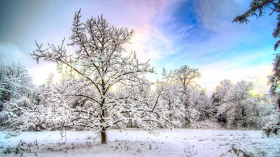 Спят ли зимой деревья? Почему они не погибают в холода? - Детский Портал  Знаний