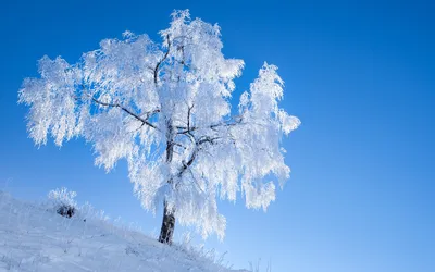 Как защитить садовые деревья зимой от снега и ледяного дождя | АН «Белые  Ветры»