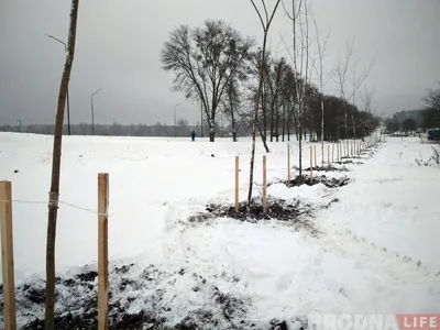 Как защитить садовые деревья зимой от снега и ледяного дождя | Белые Ветры  | Дзен