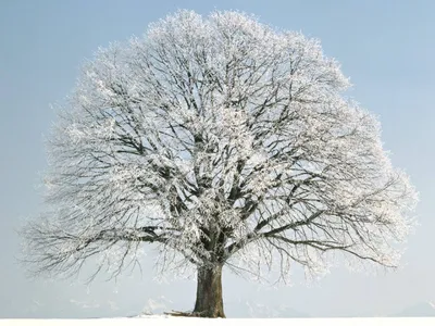 Красивые деревья зимой на природе на фоне парка стоковое фото ©Kostia777  259630028
