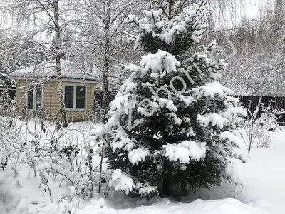 Зима идёт снег кругом деревья ё…» — создано в Шедевруме
