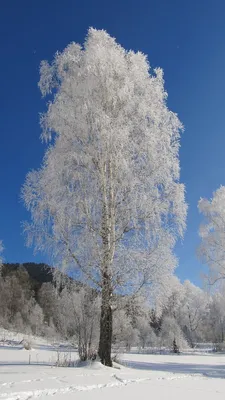 Деревья зимой в морозный солнечный день. Ветви деревьев в инее. Солнечные  лучи сквозь ветви деревьев. Stock-Foto | Adobe Stock