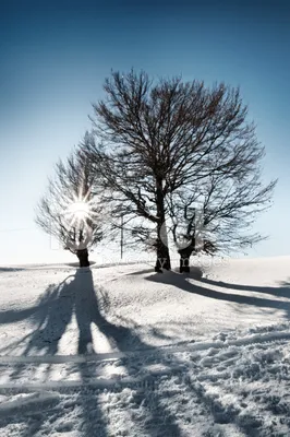 Как и почему деревья зимой выживают? Причины, фото и видео -  Научно-популярный журнал: «Как и Почему»