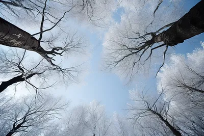 Посадка деревьев зимой, озеленение участка, пересадка деревьев в Москве и  Московской области под ключ