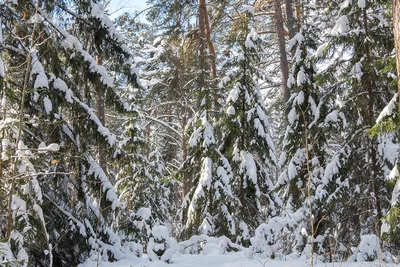 Финская Лапландия. Деревья зимой | Пикабу