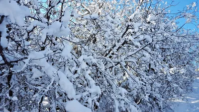 Красивые причудливые деревья зимой в…» — создано в Шедевруме