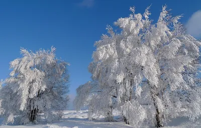 Побелка деревьев зимой