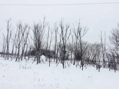 Как нарисовать деревья зимой восковыми карандашами и акварельными красками.  - YouTube