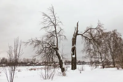 Деревья зимой - красивые фото