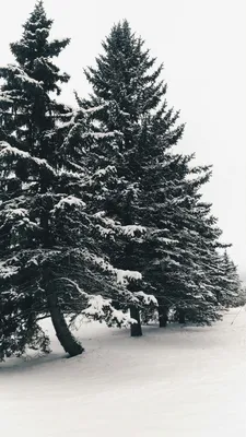 Как зимуют деревья: интересные факты о деревьях в природе - Парк природи  Беремицьке