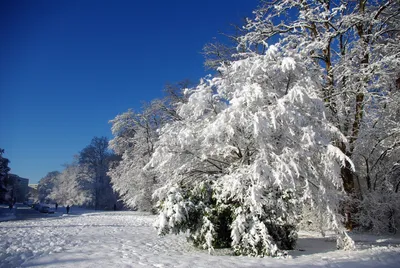 Зима, деревья, снег. | Winter scenery, Winter wallpaper, Iphone wallpaper  winter